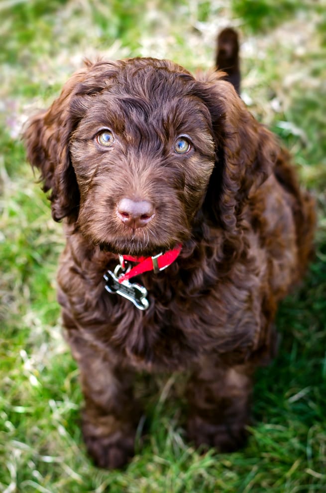 This is my puppy, Roux. She's a chocolate labradoodle!